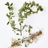 Thyme - herbal, floral and savory spice