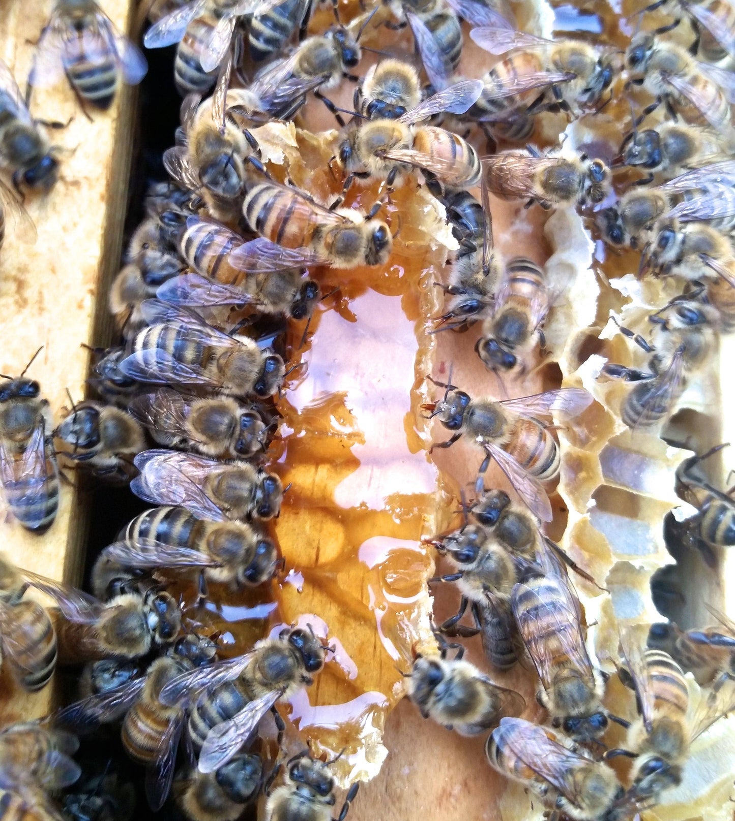 Mini Bear Honey – 2oz Raw Honey Favor