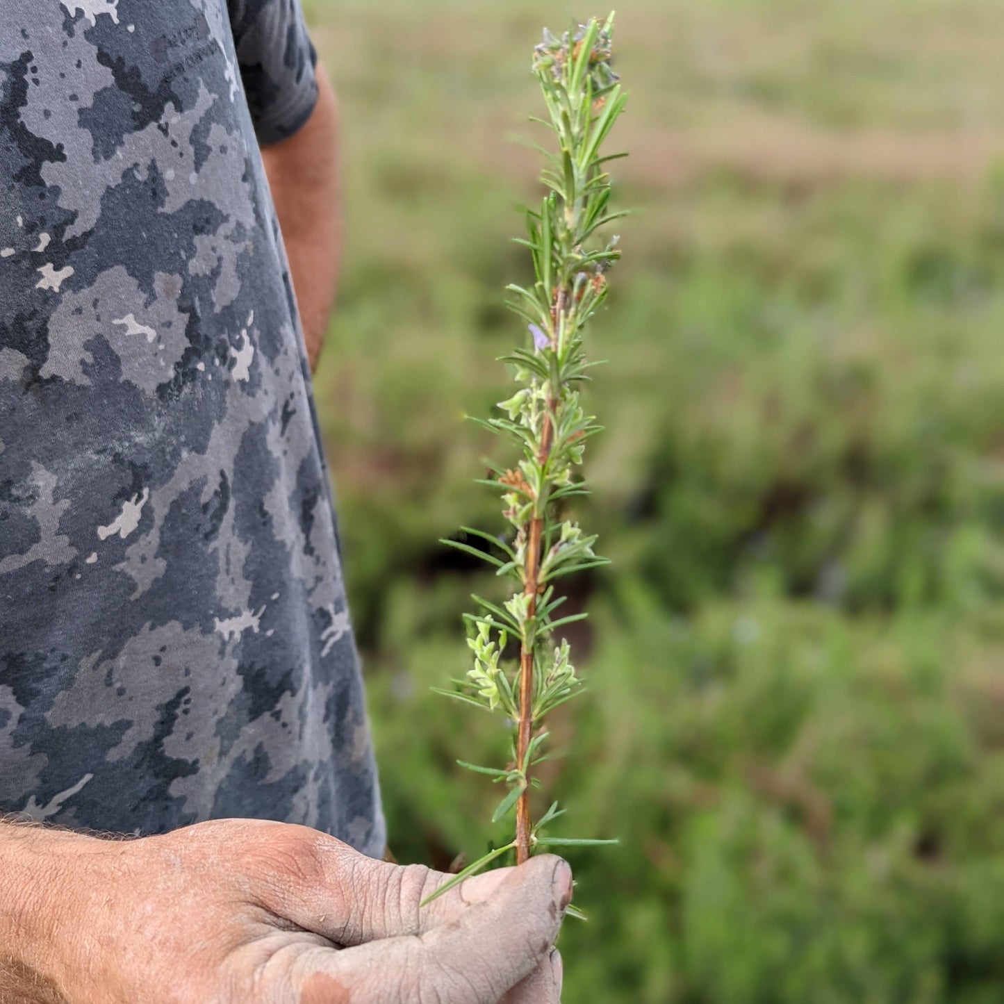 Limestone Rosemary - Single Origin Spice & Seasoning