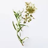 Tarragon - anise-y, herbaceous, peppery spice