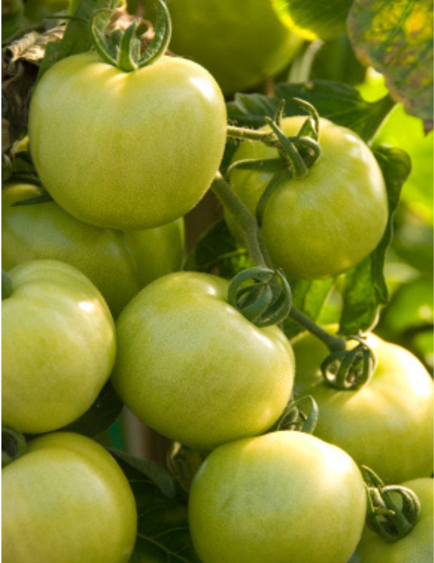 Fried Green Ta-Maters (Tomato) Mix, 9oz Cloth