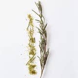 Rosemary - pine, sage, pepper spice