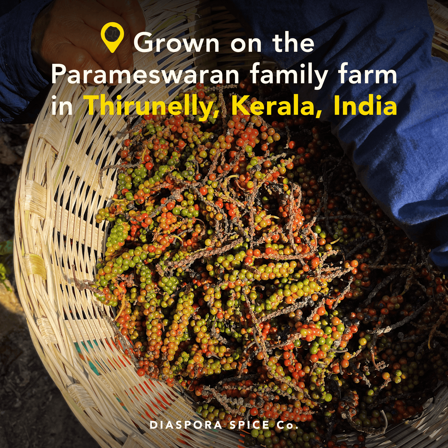 Aranya Black Pepper (Whole) - Single-Origin Spice