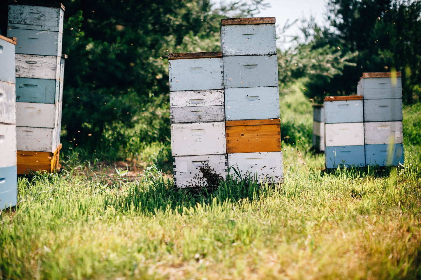 Prairie Clover Honey