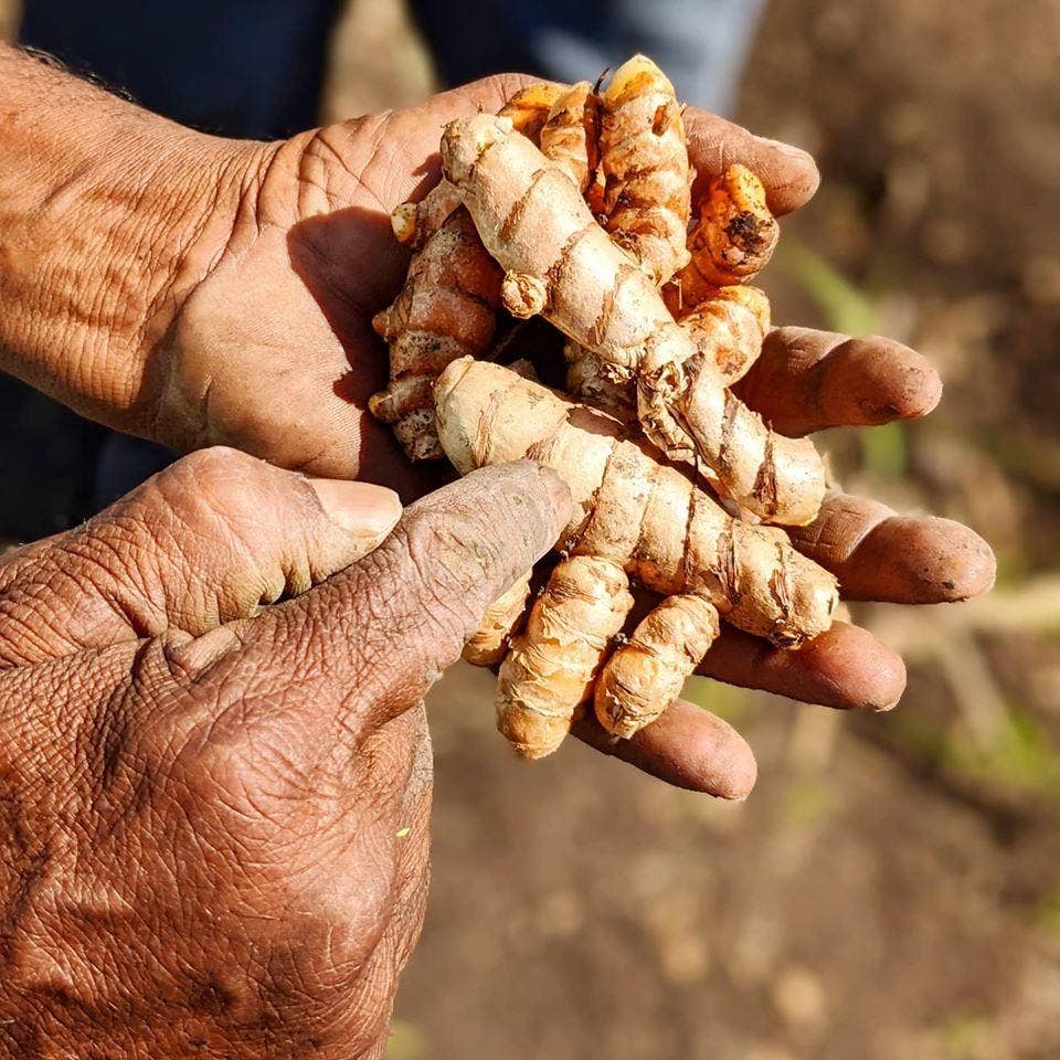New Harvest Turmeric - Single Origin Spice & Seasoning